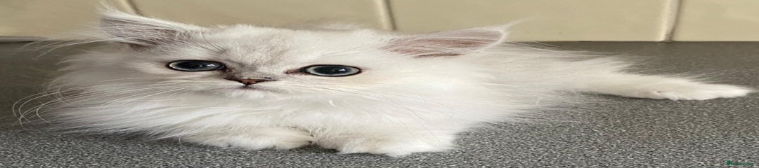 Persian Kitten 1