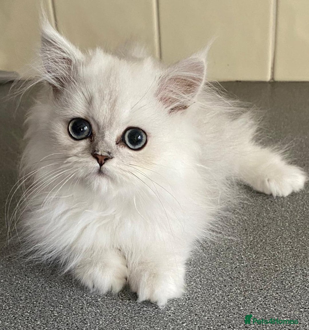 Persian cats for sale: Ready Persian Chinchilla kittens - Image 2