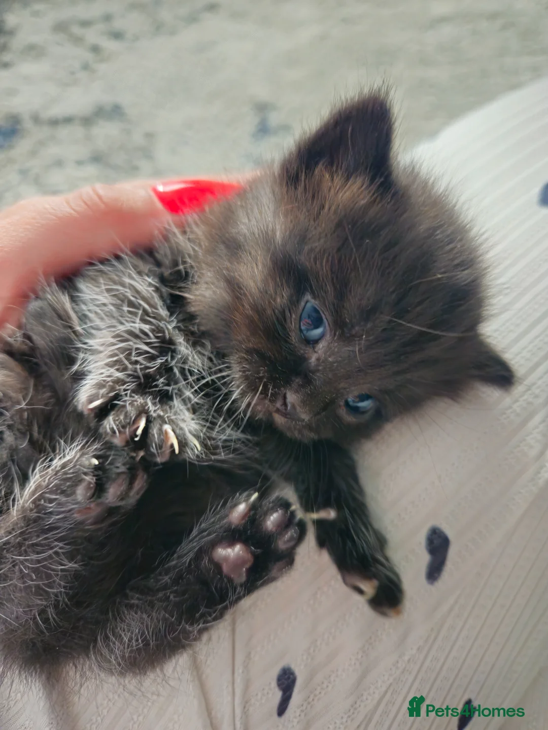 Mixed Breed cats for sale: kittens in Bedford - Advert 10