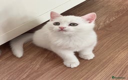 British Longhair cats for sale: Gorgeous British Longhair & Shorthair Kittens - Image 27