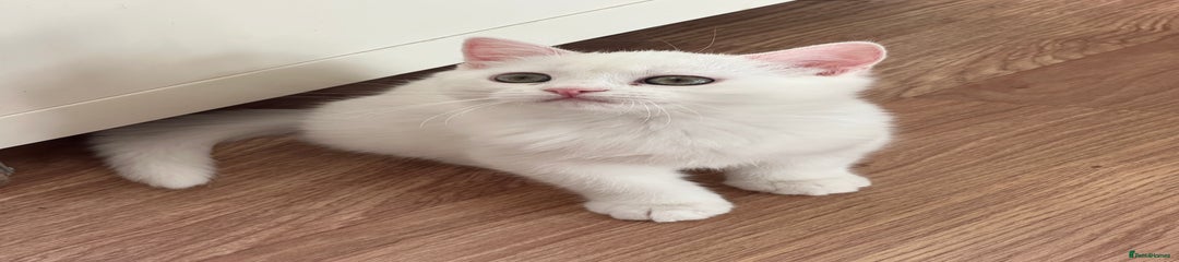 British Shorthair Kitten 7