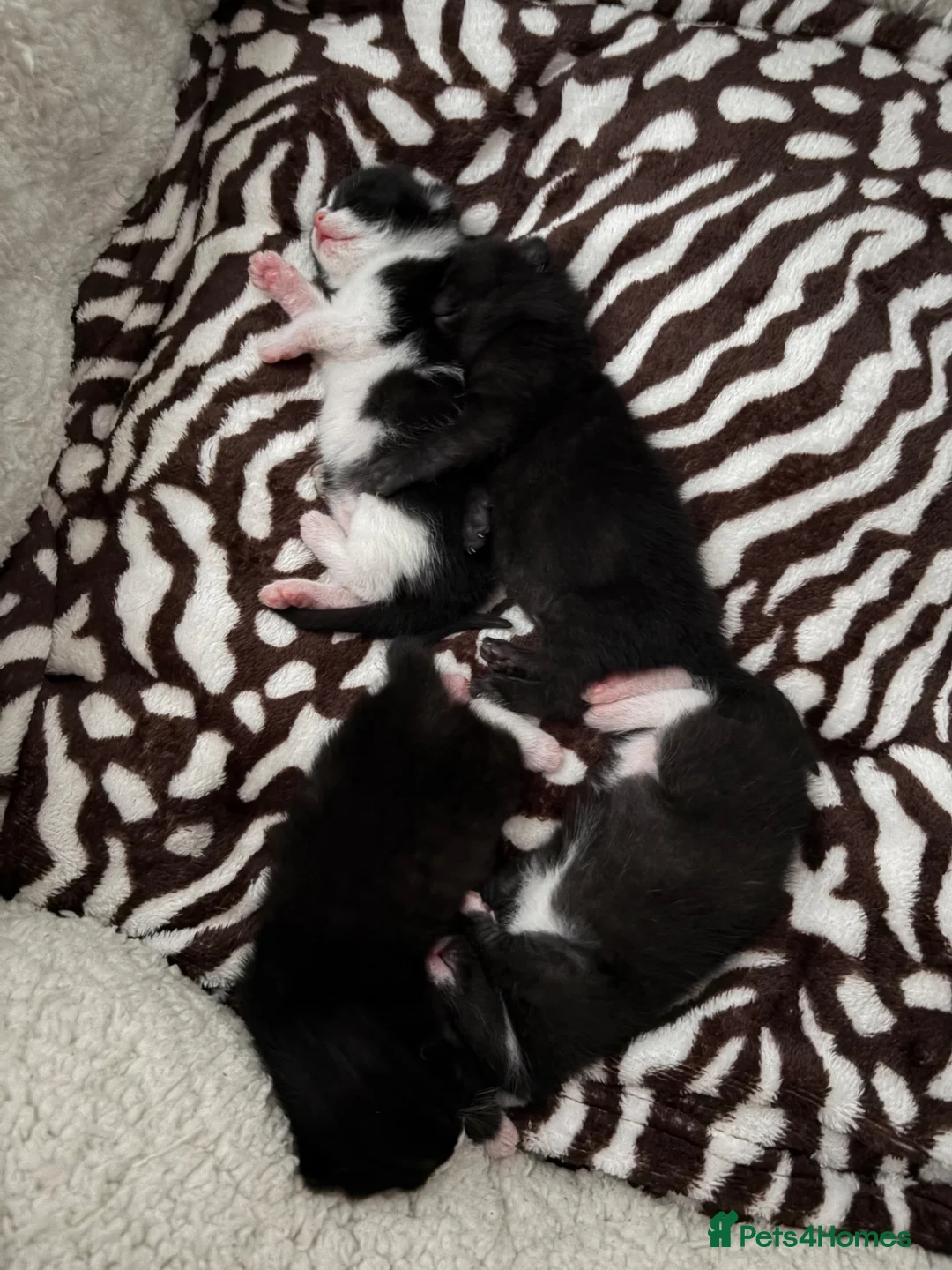 Mixed Breed cats for sale: Kittens  - Advert 2