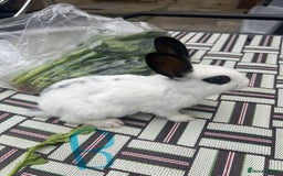 English Spot rabbits for sale: 3 (8weeks old) Beautiful baby Rabbits for Sale - Image 10