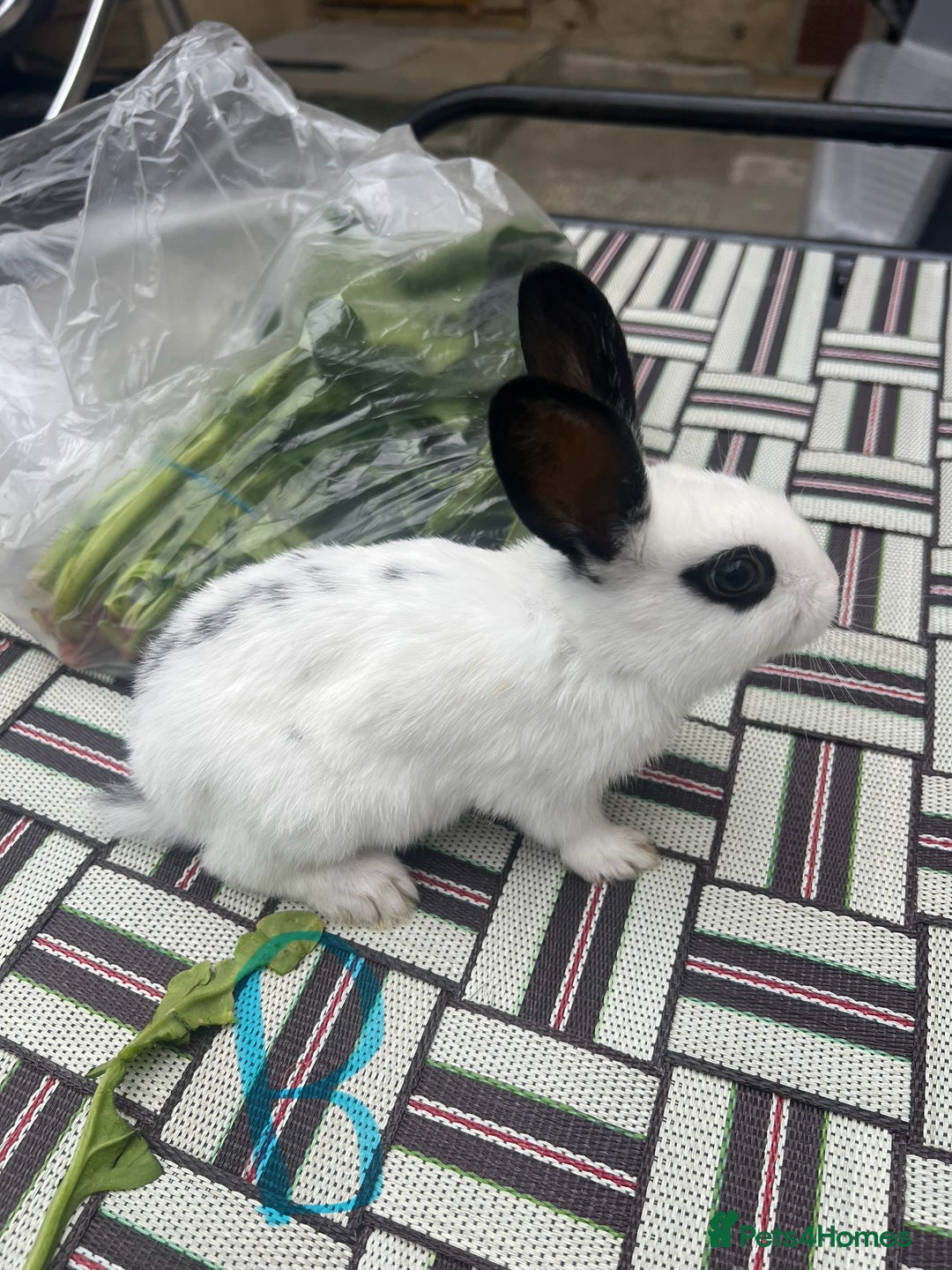 English Spot rabbits for sale: 3 (8weeks old) Beautiful baby Rabbits for Sale - Image 10