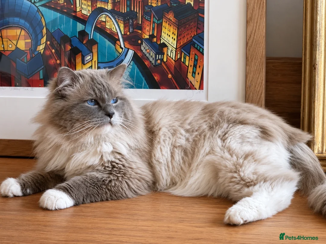 Ragdoll cats for sale: Beautiful Ragdoll boy  - Advert 1