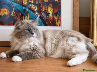 Ragdoll cats Beautiful Ragdoll boy - Advert 1