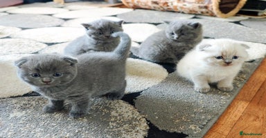 British Shorthair cats - Advert 7