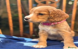 Cocker Spaniel dogs for sale: KC working cocker spaniel puppies - Image 9