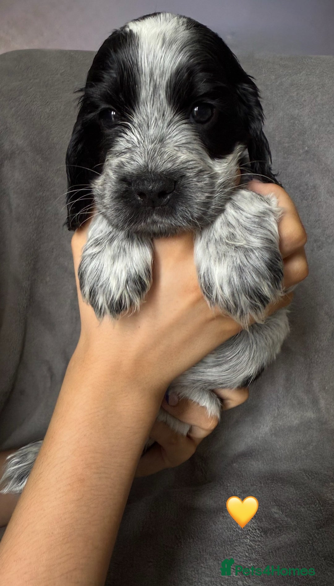 Cocker Spaniel dogs for sale: Show type Cocker spaniel puppies blue roan - Image 6