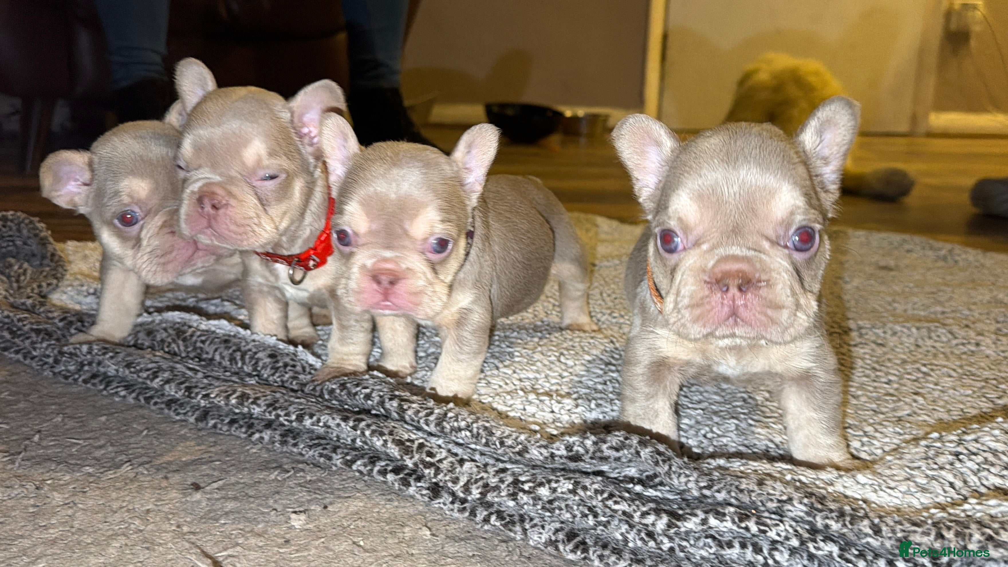 French Bulldog dogs 6 beautiful Isabella and tan  - Advert 12