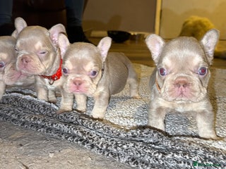 French Bulldog dogs 6 beautiful Isabella and tan - Advert 13