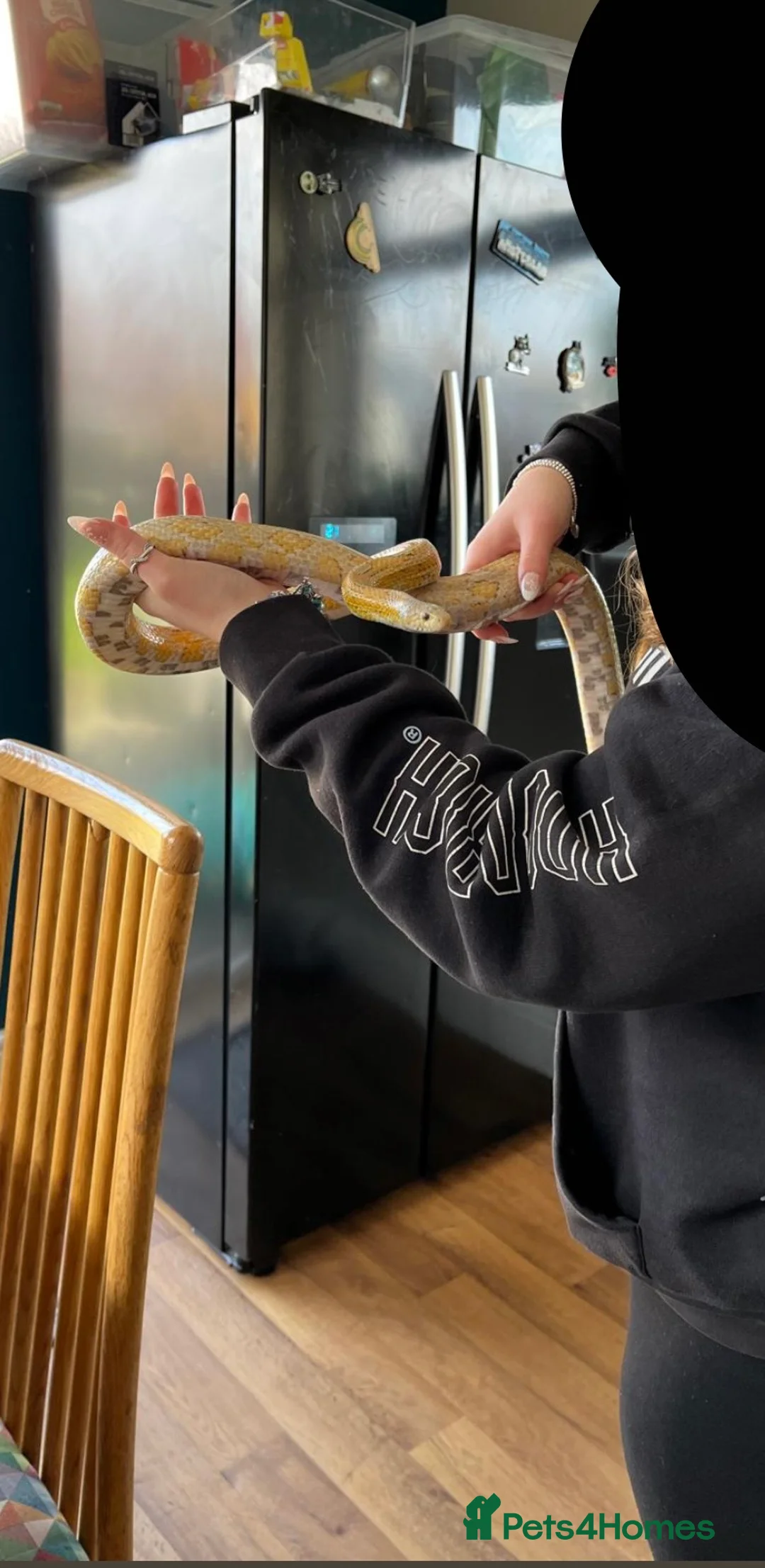 Corn Snake reptiles for sale: Toffee corn snake  in Swansea - Advert 2