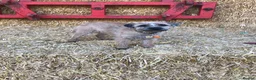 Border Terrier dogs for sale: Beautiful border terrier puppies  in Bradford - Advert 2