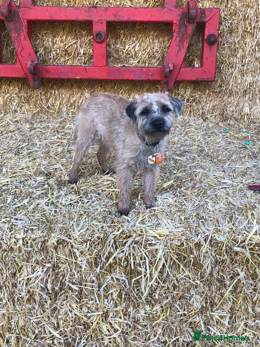 Border Terrier dogs for sale: Beautiful border terrier puppies  in Bradford - Advert 2
