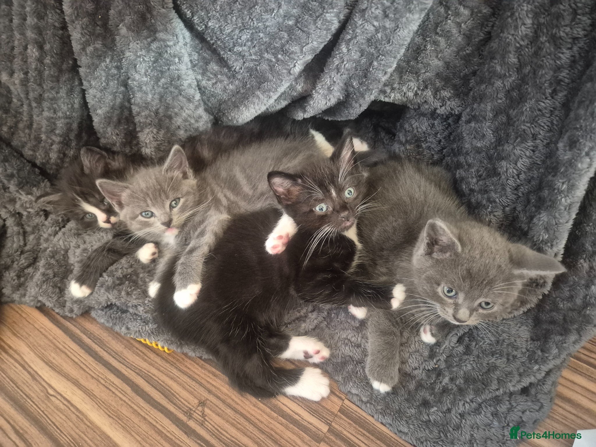 British Shorthair cats Half British shorthair - Advert 1