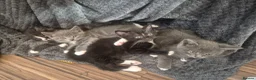 British Shorthair cats for sale: Half British shorthair - Advert 1
