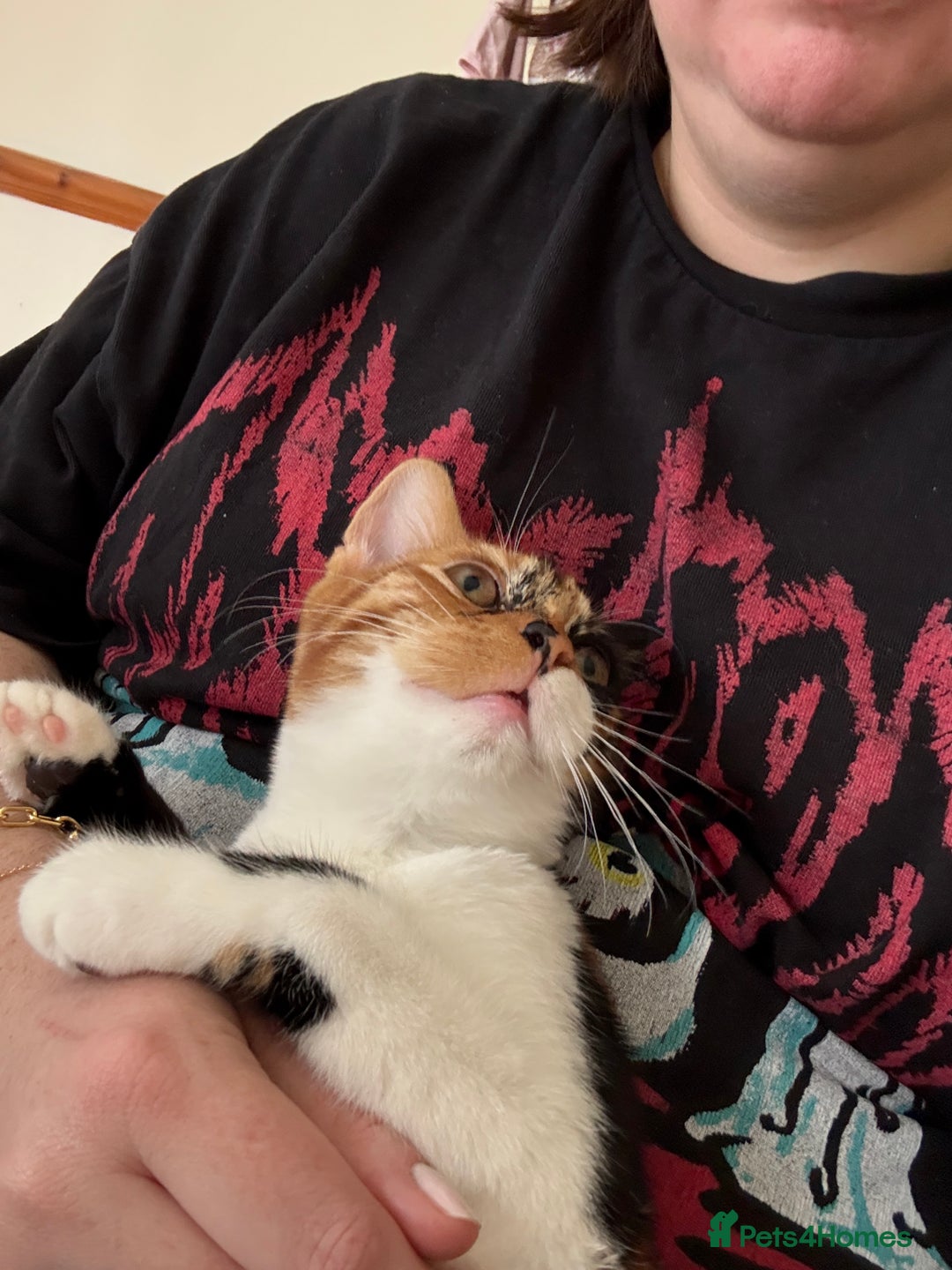 British Shorthair cats for sale: Edith - Advert 6