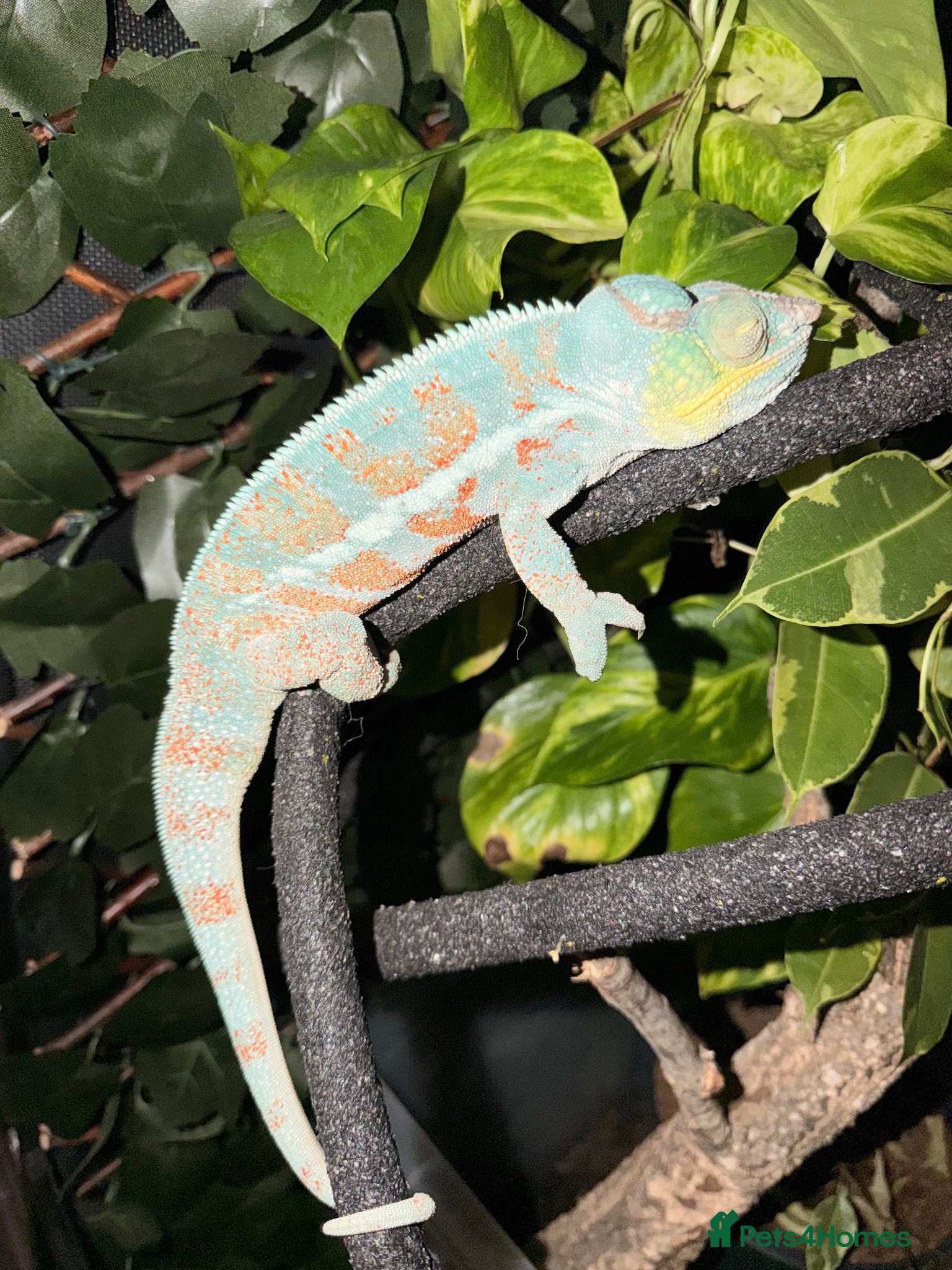 Chameleon reptiles panther chameleon  - Advert 3