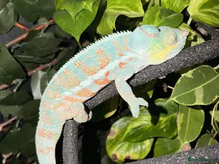 Chameleon reptiles panther chameleon - Advert 3