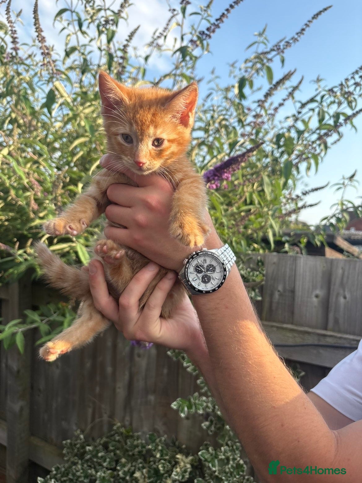 Mixed Breed cats Beautiful ginger kitten  - Advert 1