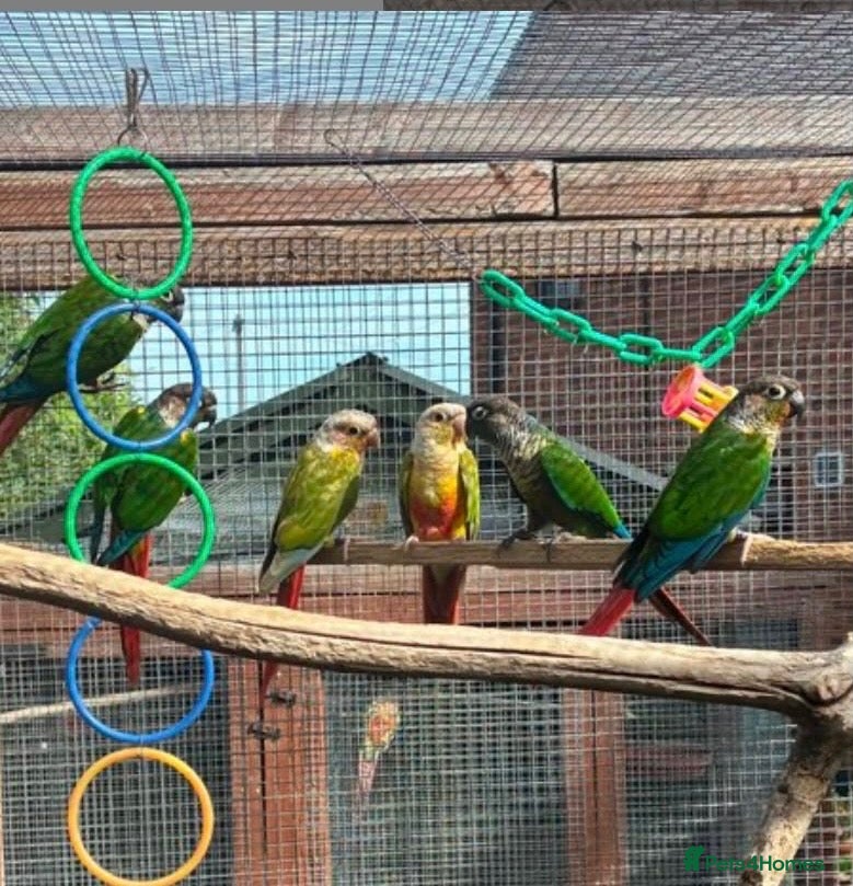 Conures birds Conures  - Advert 10