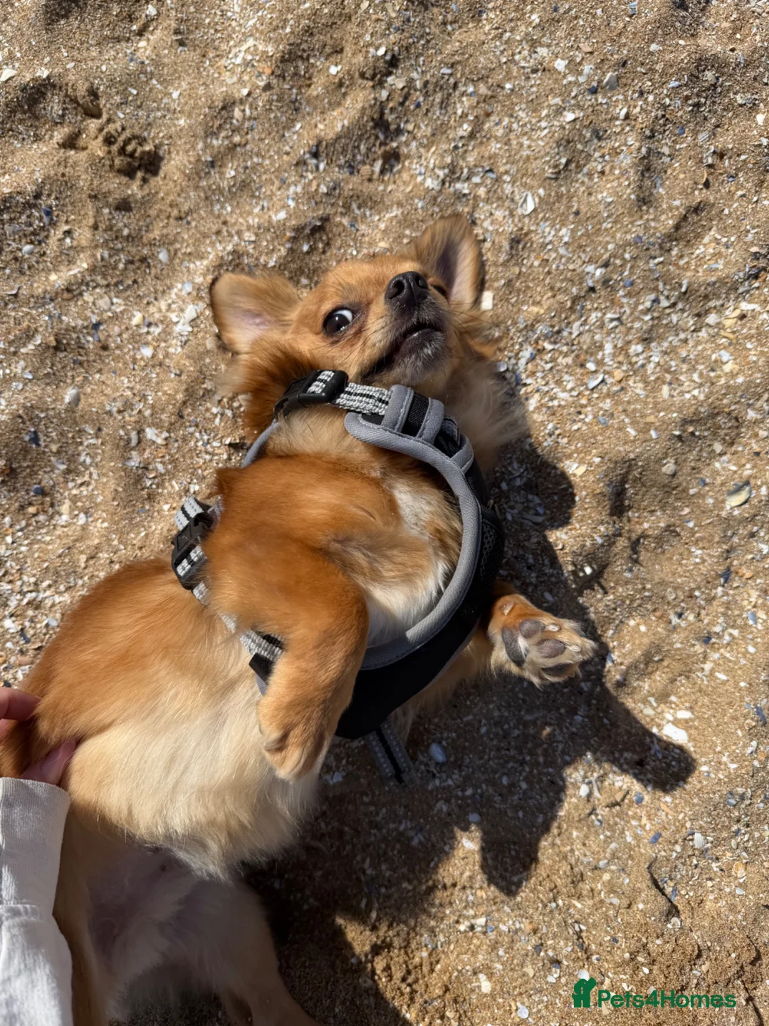 Mixed Breed dogs for sale: Ziggy - Chihuahua cross - Advert 4