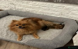 Pomeranian dogs for sale: Pomeranian  - Image 5