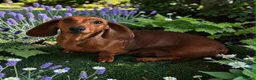 Miniature Dachshund dogs for sale: Beautiful K.C Registered bitch - Advert 1