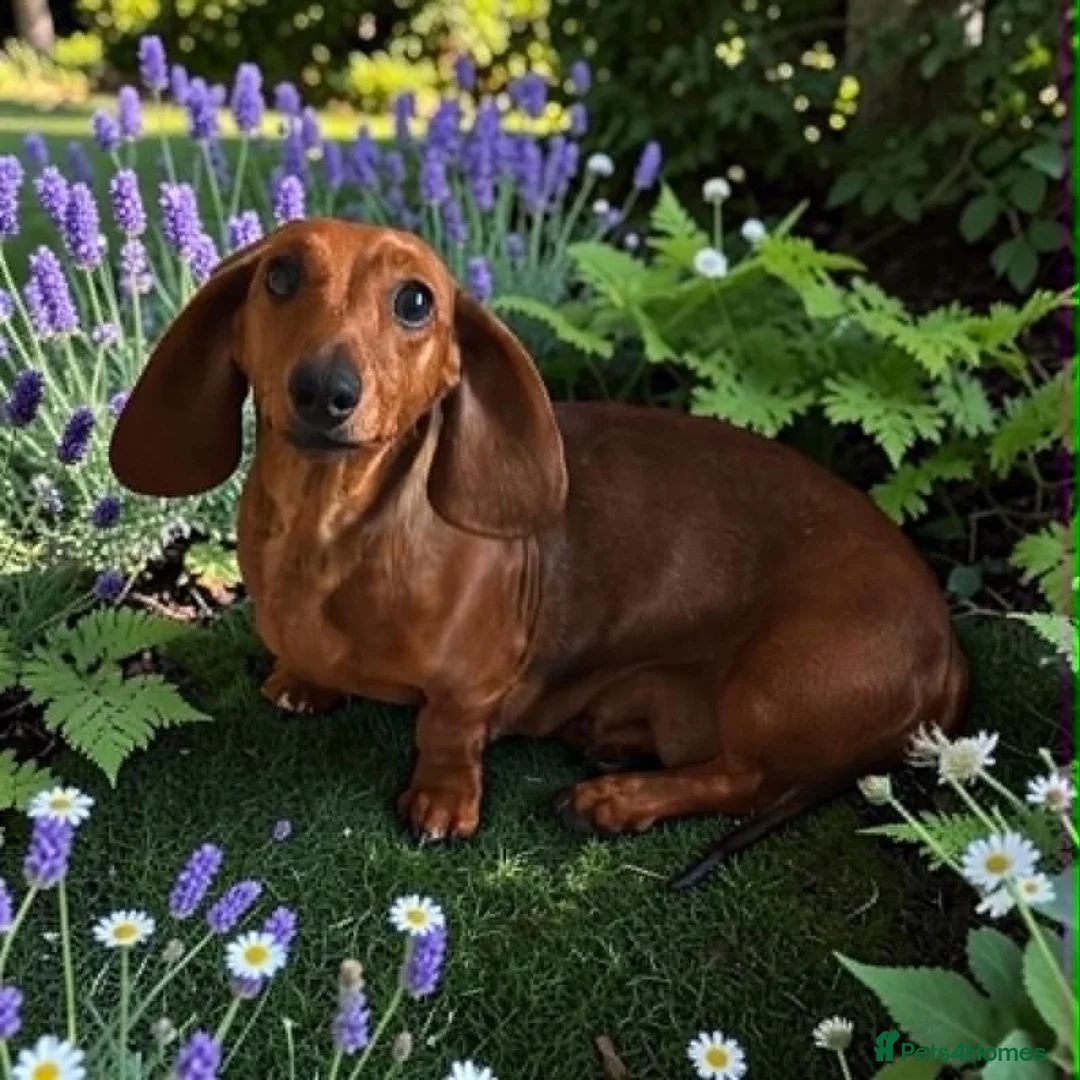 Miniature Dachshund dogs for sale: Beautiful K.C Registered bitch - Advert 1