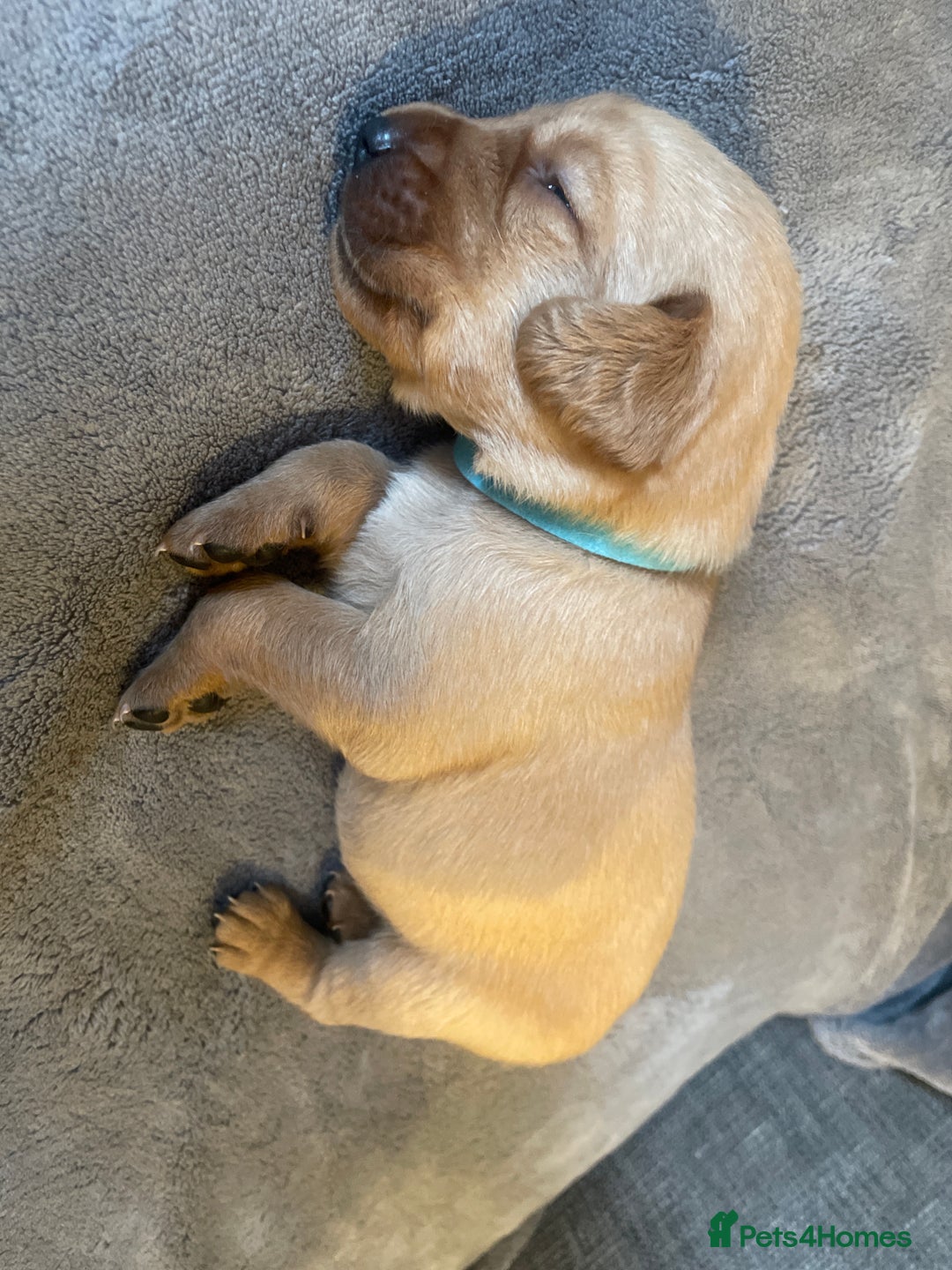 Labradoodle dogs for sale: F1b labradoodle puppies - Advert 23