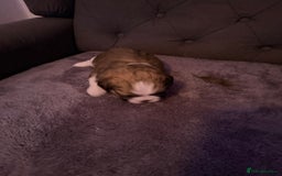 Mixed Breed dogs for sale: Teddy Bear Puppies - Advert 10