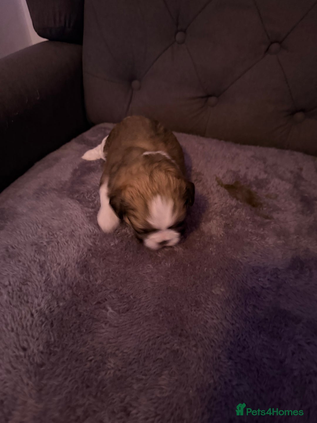 Mixed Breed dogs for sale: Teddy Bear Puppies - Advert 10