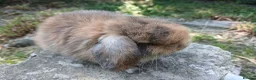 Mini Lop rabbits for sale: Stunning pure bred mjni lop baby rabbits in Llanelli - Advert 3