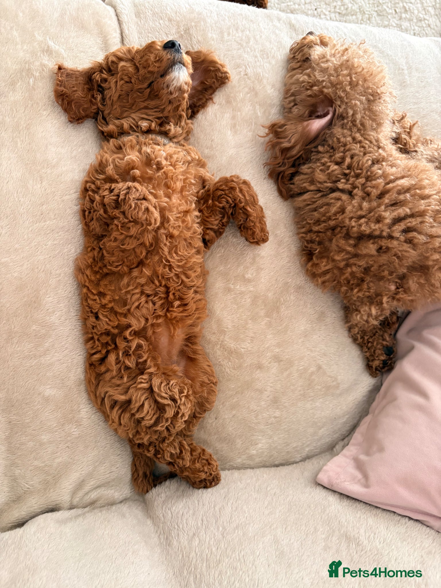 Miniature Poodle dogs Gorgeous miniature poodle ready now x  - Advert 6