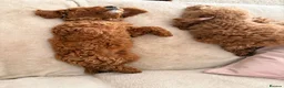 Miniature Poodle dogs for sale: Gorgeous miniature poodles ready now x  - Advert 6