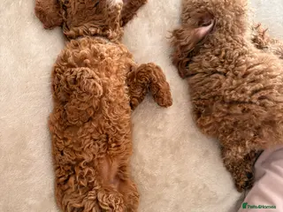 Miniature Poodle dogs Gorgeous miniature poodle ready now x - Advert 6