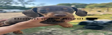 Miniature Dachshund 5