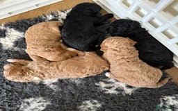 Australian Labradoodle dogs for sale: Multi generation Australian Labradoodles - Image 2