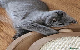 Scottish Fold cats for sale: Only 1 friendly Kitten 😸 left,smart and gentle😸 - Image 14