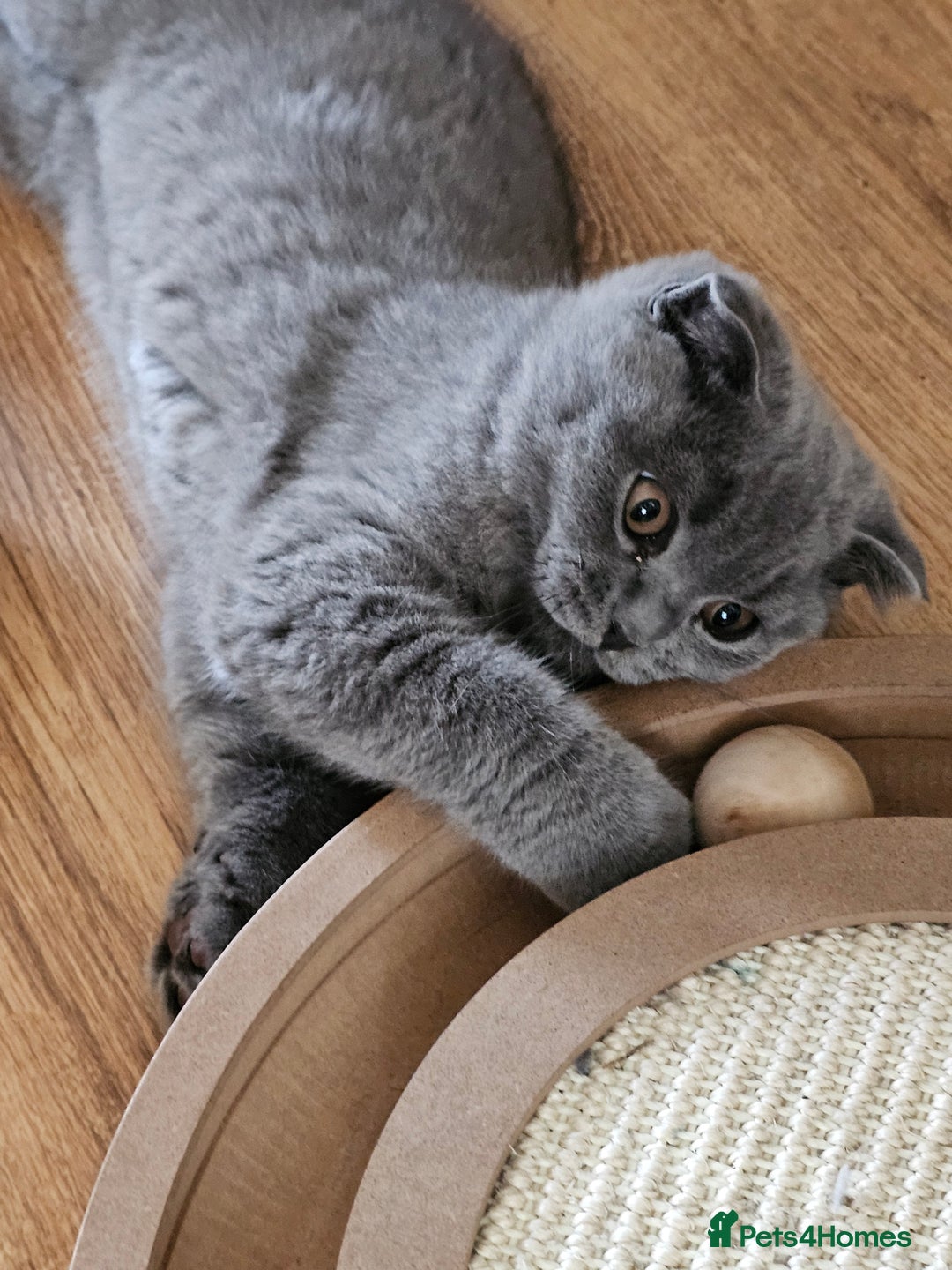 Scottish Fold cats for sale: Only 1 friendly Kitten 😸 left,smart and gentle😸 - Image 14