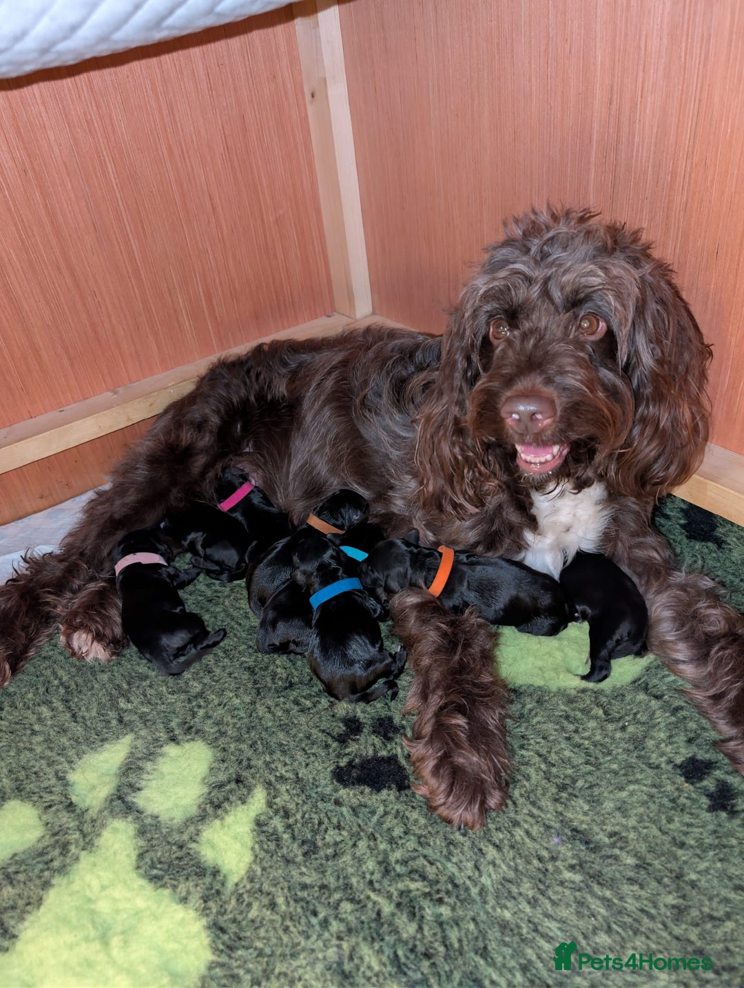Sproodle dogs for sale: Sproodle f1b puppies - Advert 5