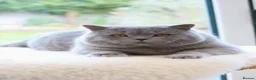 British Shorthair cats for sale: Stunning British Shorthair Blue Kittens - Licensed - Advert 8