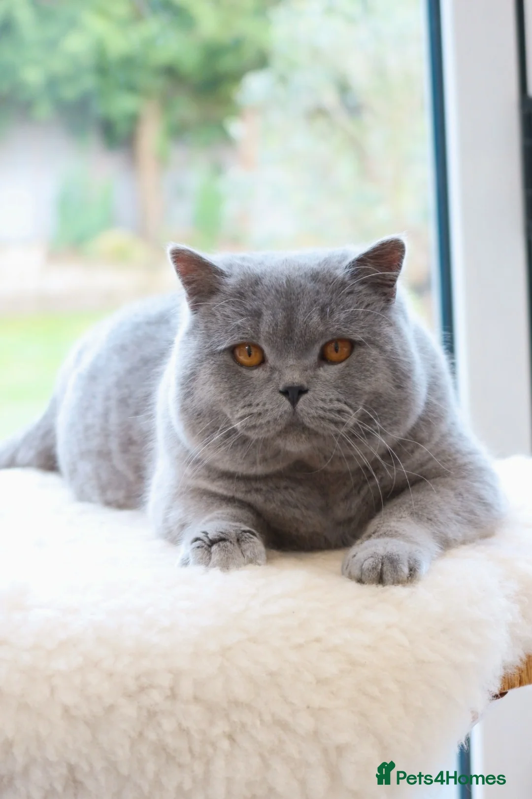 British Shorthair cats for sale: Stunning British Shorthair Blue Kittens - Licensed - Advert 8