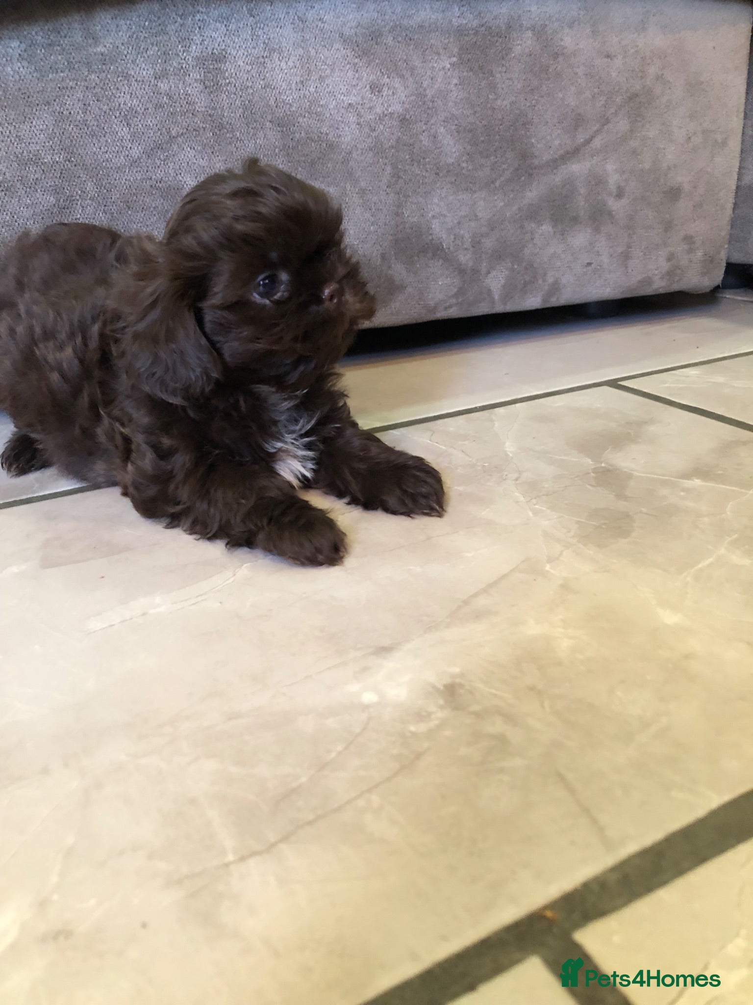 Shih Tzu dogs 5 beautiful shih tzu puppies - Advert 10