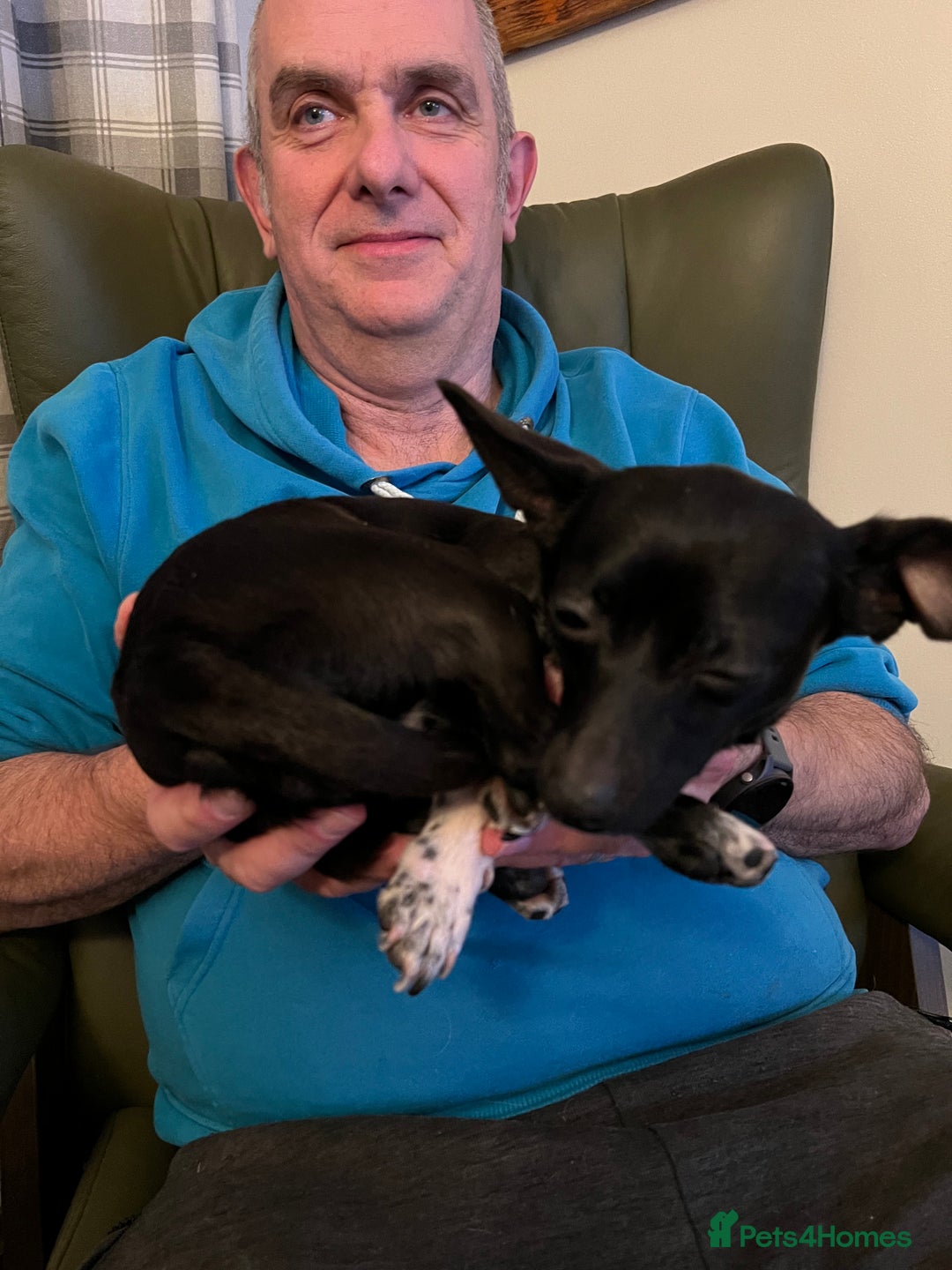 Mixed Breed dogs for sale: Chihuahua x Jack Russell Bitch - Image 8