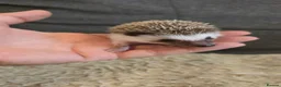 Pygmy Hedgehog rodents for sale: Little boy for sale - Advert 3