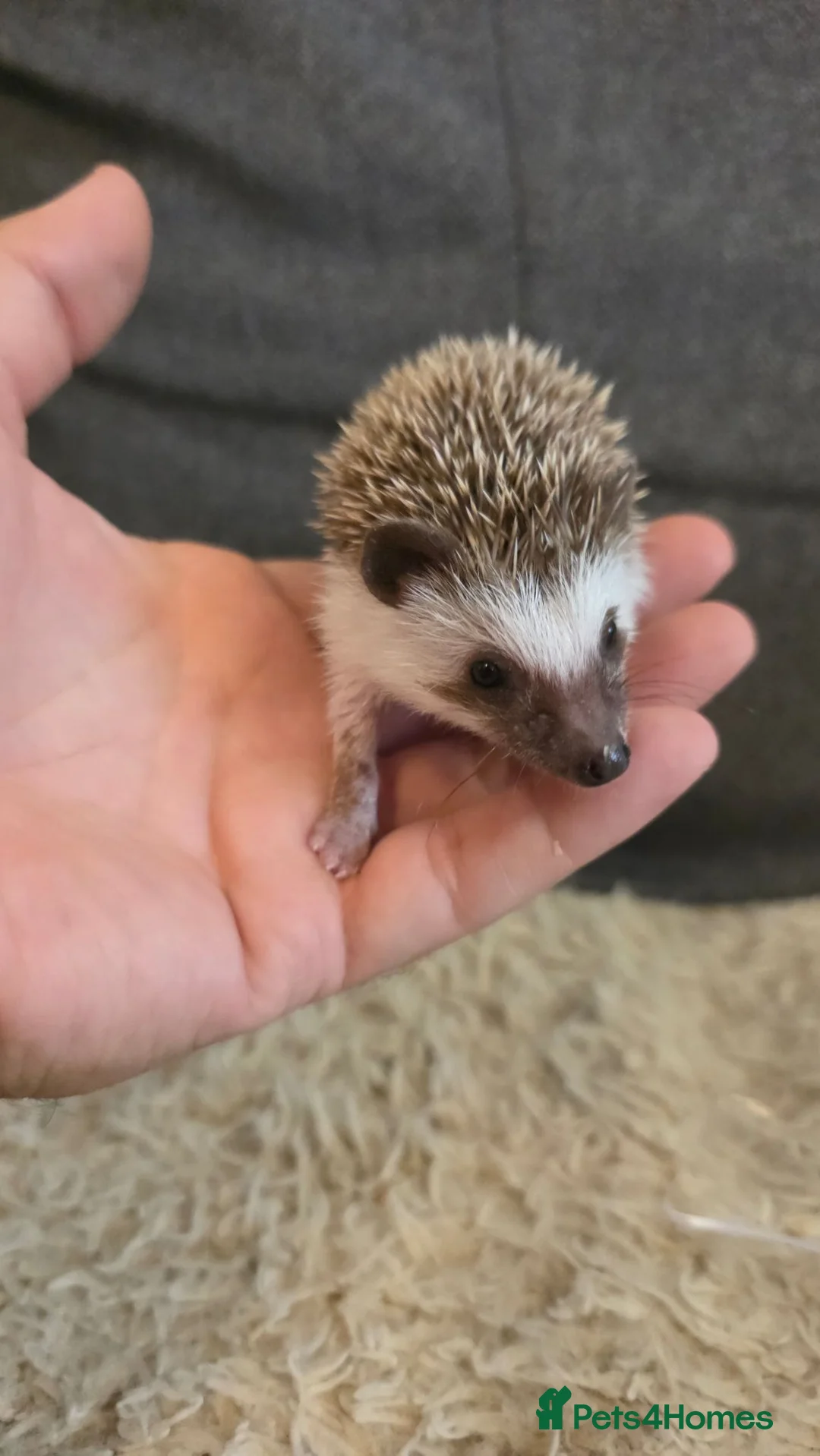 Pygmy Hedgehog rodents for sale: Little boy for sale - Advert 3