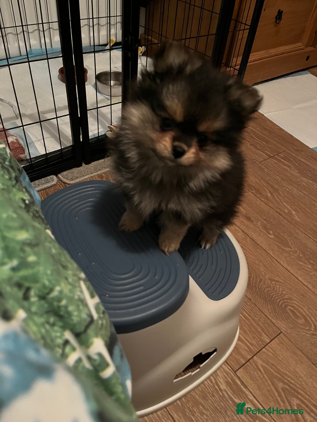 Pomeranian dogs for sale: Gorgeous miniature Pomeranian pups - Advert 20