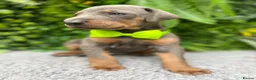 Dobermann dogs for sale: *KC REGISTERED* HEALTH TESTED DOBERMAN PUPPIES* - Advert 30