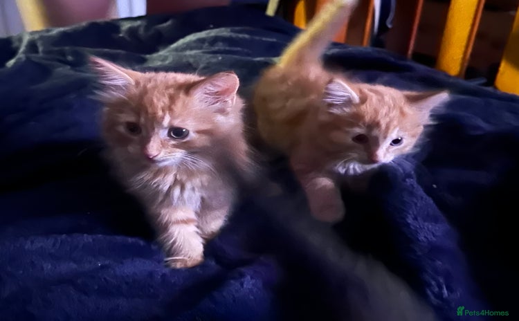 Mixed Breed cats - Advert 3